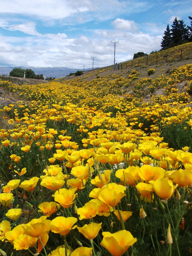 Sunny open countryside with yellow wildflowers and blue sky, a natural setting for outdoor walks and everyday movement in New Zealand